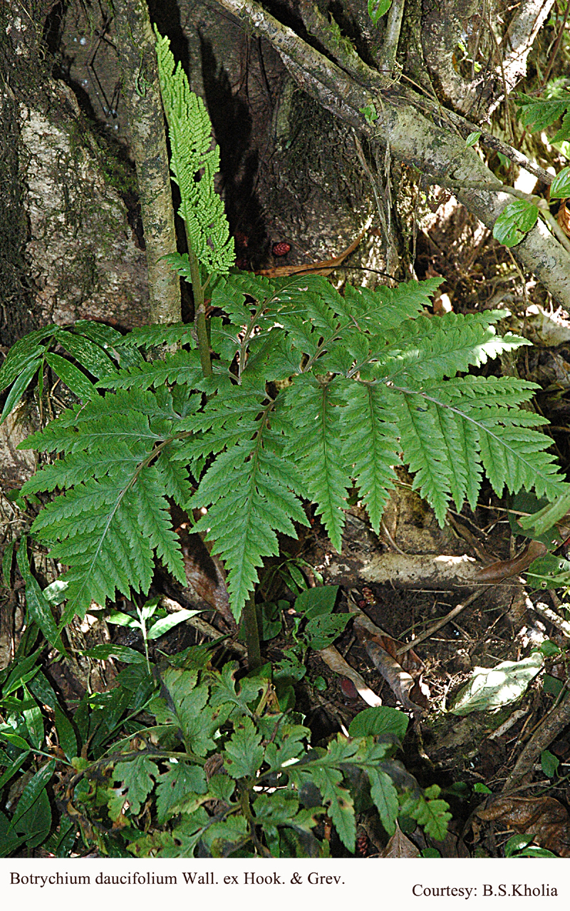  Pteridophytes